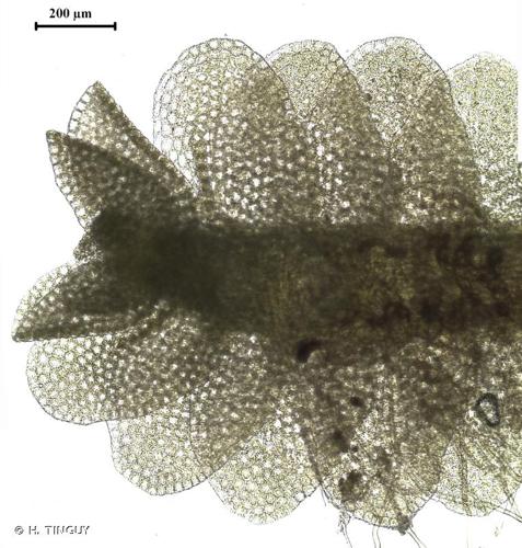 <i>Southbya tophacea</i> (Spruce) Spruce, 1850 © H. TINGUY