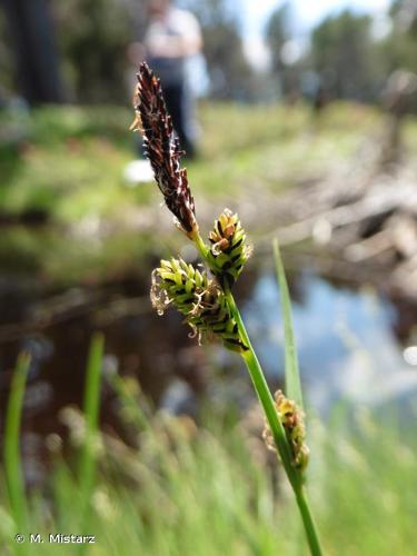 <i>Carex nigra</i> (L.) Reichard, 1778 © M. Mistarz