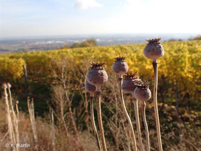 <i>Papaver somniferum </i>L., 1753 subsp.<i> somniferum</i> © 