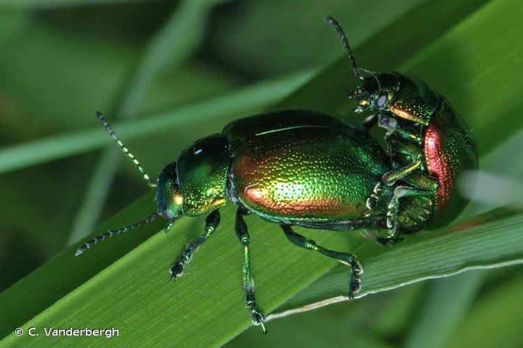 <i>Chrysolina graminis</i> (Linnaeus, 1758) © C. Vanderbergh