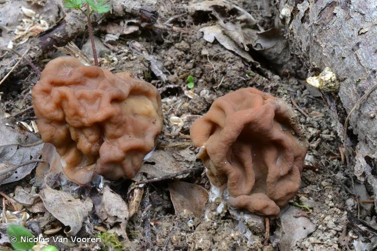 <i>Gyromitra gigas</i> (Krombh.) Cooke, 1878 © Nicolas Van Vooren