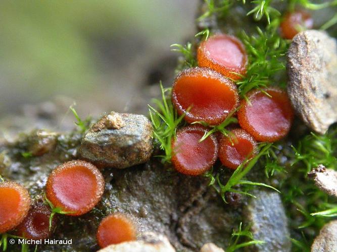 <i>Scutellinia pseudotrechispora</i> (J.Schröt.) Le Gal © Michel Hairaud