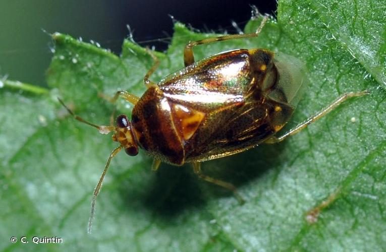 <i>Deraeocoris lutescens</i> (Schilling, 1837) © C. Quintin