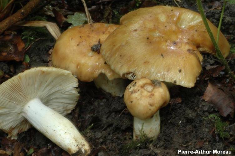 <i>Russula foetens</i> (Pers. : Fr.) Pers. © PA. Moreau