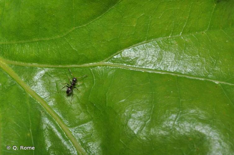 <i>Lasius platythorax</i> Seifert, 1992 © Q. Rome