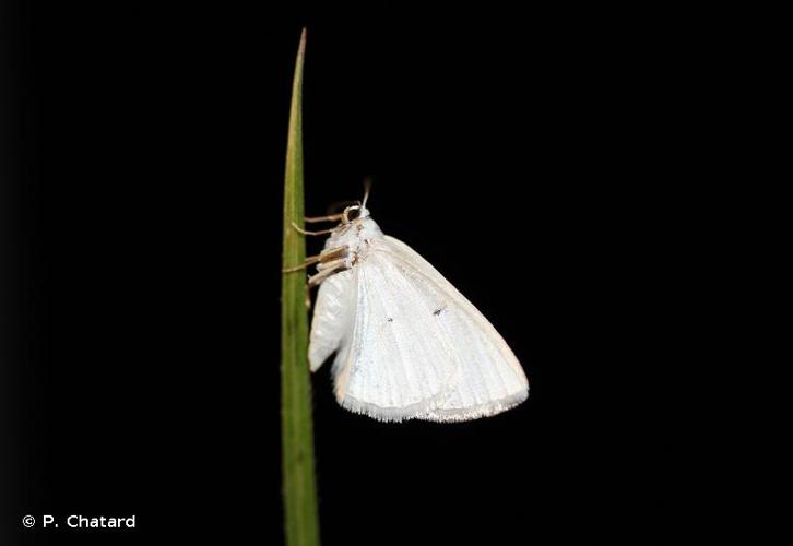 <i>Lomographa temerata</i> (Denis & Schiffermüller, 1775) © P. Chatard