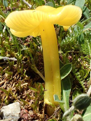 <i>Hygrocybe euroflavescens</i> Kühner, 1976 © H. Tinguy