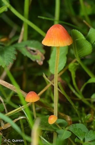 <i>Mycena acicula</i> (Schaeff.) Kumm. © C. Quintin