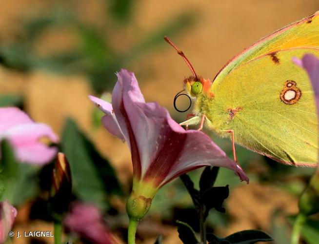 <i>Colias crocea</i> (Geoffroy <i>in</i> Fourcroy, 1785) © J. LAIGNEL