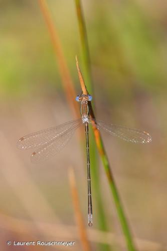 <i>Lestes virens virens</i> (Charpentier, 1825) © Laurent Rouschmeyer