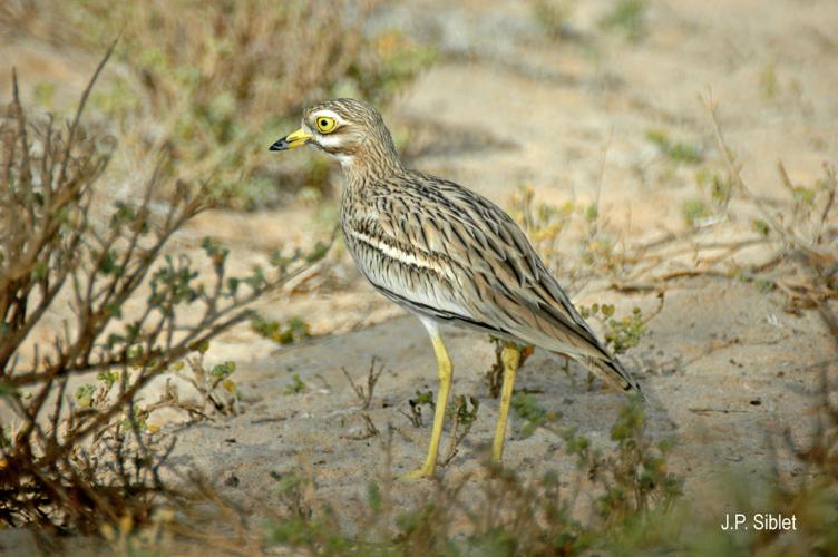 <i>Burhinus oedicnemus</i> (Linnaeus, 1758) © J.P. Siblet