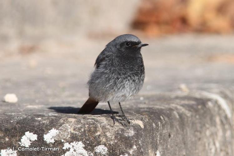 <i>Phoenicurus ochruros</i> (S. G. Gmelin, 1774) © J. Comolet-Tirman