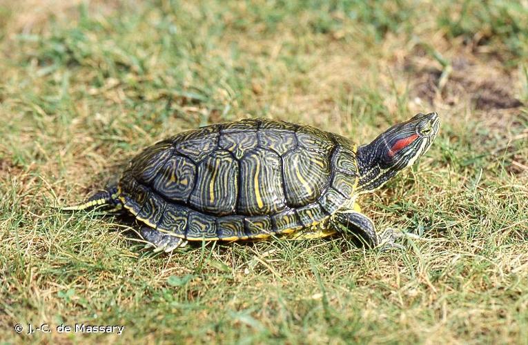 <i>Trachemys scripta elegans</i> (Wied, 1839) © J.-C. de Massary