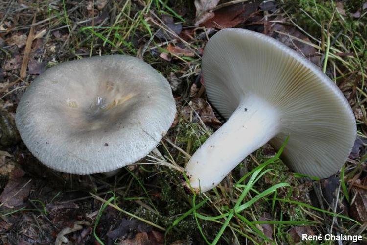 <i>Russula anatina</i> Romagn. ex Romagn. © R. Chalange