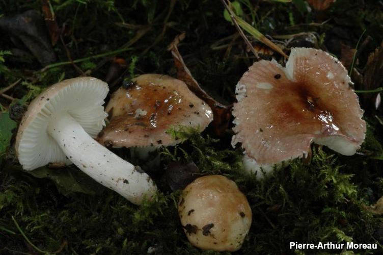 <i>Russula lilacea</i> Quél., 1877 © PA. Moreau