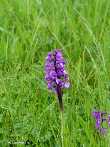 <i>Anacamptis morio</i> (L.) R.M.Bateman, Pridgeon & M.W.Chase, 1997 © A. Lacoeuilhe