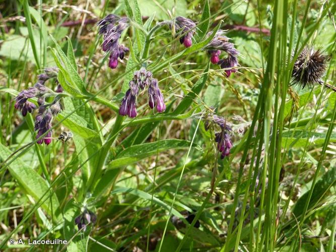 <i>Symphytum officinale</i> L., 1753 © A. Lacoeuilhe