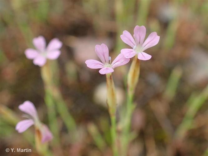 <i>Petrorhagia prolifera</i> (L.) P.W.Ball & Heywood, 1964 © 