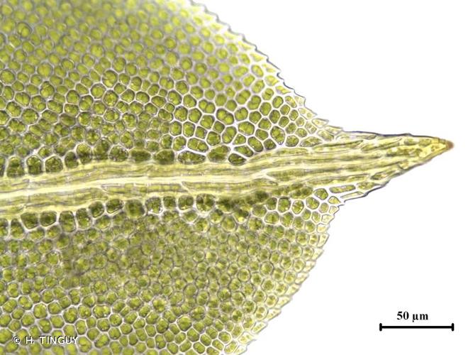 <i>Fissidens taxifolius</i> Hedw., 1801 © H. TINGUY