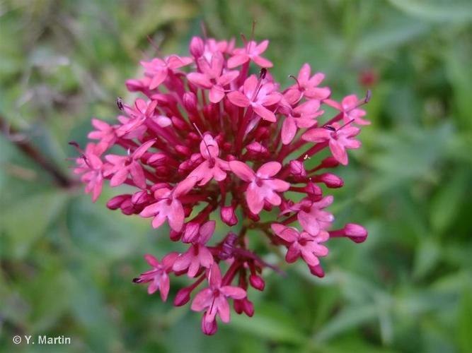 <i>Centranthus ruber</i> (L.) DC., 1805 © 