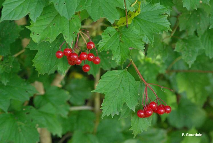 <i>Viburnum opulus</i> L., 1753 © P. Gourdain