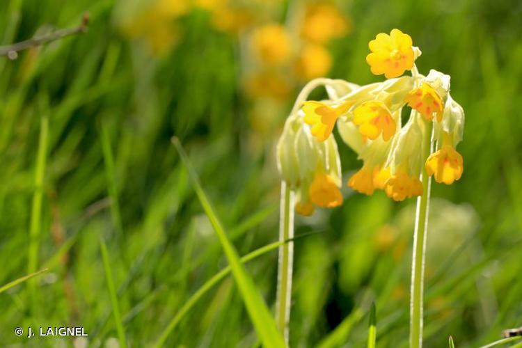 <i>Primula veris</i> L., 1753 © J. LAIGNEL