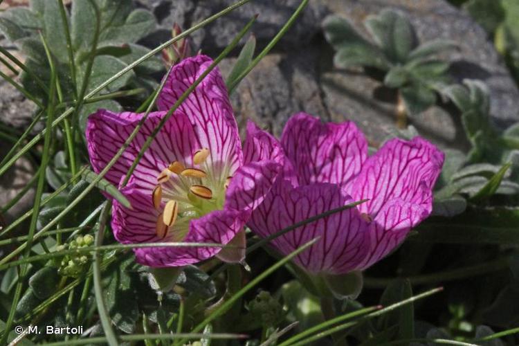 <i>Geranium cinereum</i> Cav., 1787 © M. Bartoli