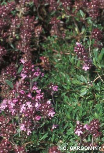 <i>Thymus nervosus</i> J.Gay ex Willk., 1893 © O. Gargominy