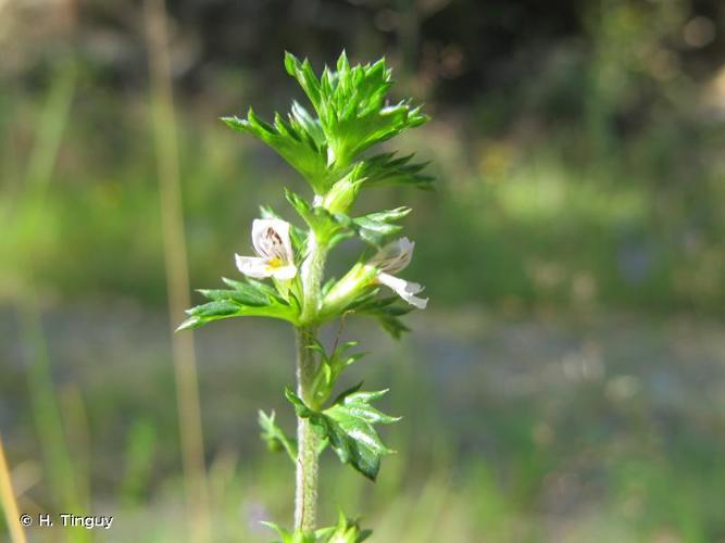 <i>Euphrasia micrantha</i> Rchb., 1831 © H. Tinguy