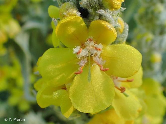 <i>Verbascum densiflorum</i> Bertol., 1810 © 