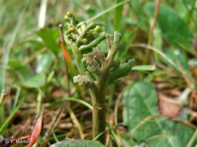 <i>Botrychium matricariifolium</i> (Retz.) W.D.J.Koch, 1845 © 