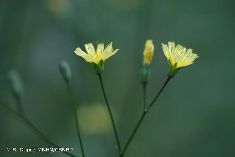 <i>Lapsana communis </i>L., 1753 subsp.<i> communis</i> © R. Dupré MNHN/CBNBP