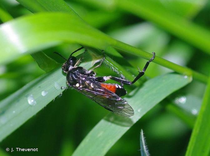 <i>Macrophya militaris</i> (Klug, 1817) © J. Thevenot