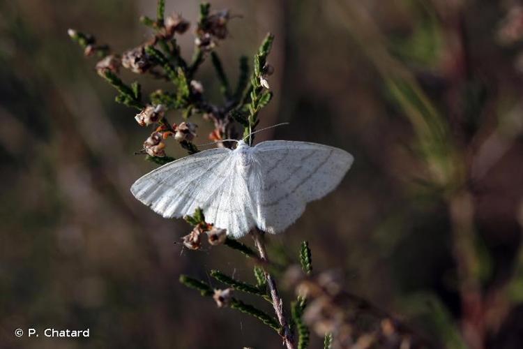 <i>Cabera pusaria</i> (Linnaeus, 1758) © P. Chatard