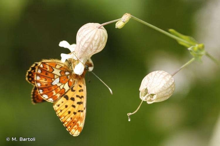 <i>Boloria euphrosyne</i> (Linnaeus, 1758) © M. Bartoli