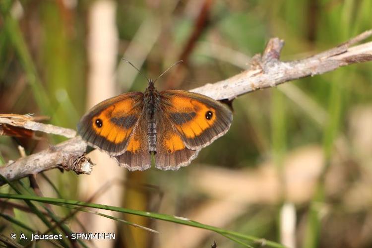 <i>Pyronia tithonus</i> (Linnaeus, 1771) © A. Jeusset - SPN/MNHN