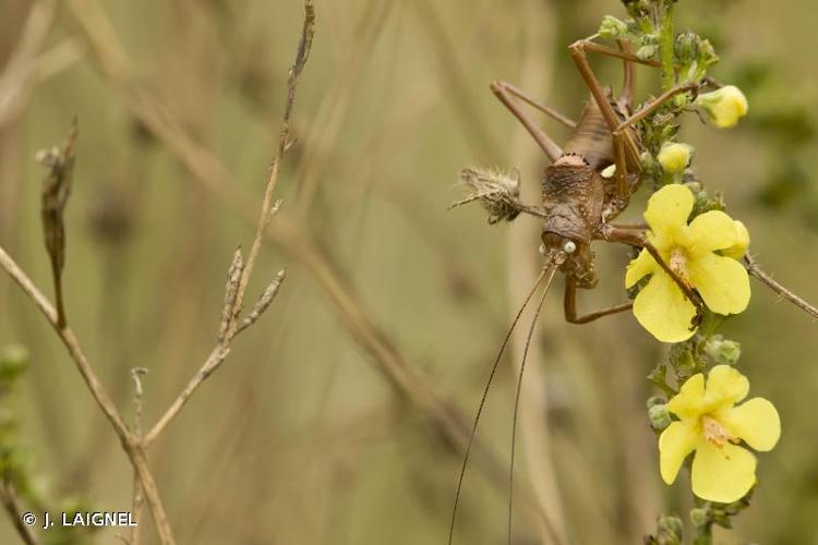 <i>Uromenus rugosicollis</i> (Audinet-Serville, 1838) © J. LAIGNEL