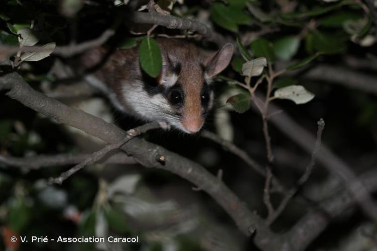 <i>Eliomys quercinus</i> (Linnaeus, 1766) © V. Prié - Association Caracol