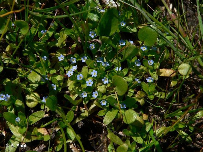 <i>Myosotis sicula</i> Guss., 1843 © S. Sant