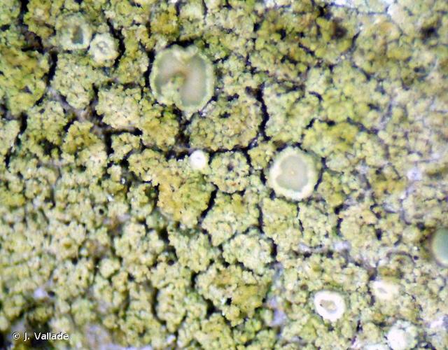 <i>Lecanora conizaeoides</i> Nyl. ex Cromb., 1885 © J. Vallade