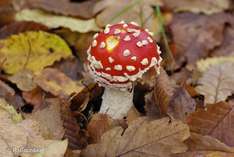 <i>Amanita muscaria</i> (L. : Fr.) Lamarck, 1783 © P. Gourdain