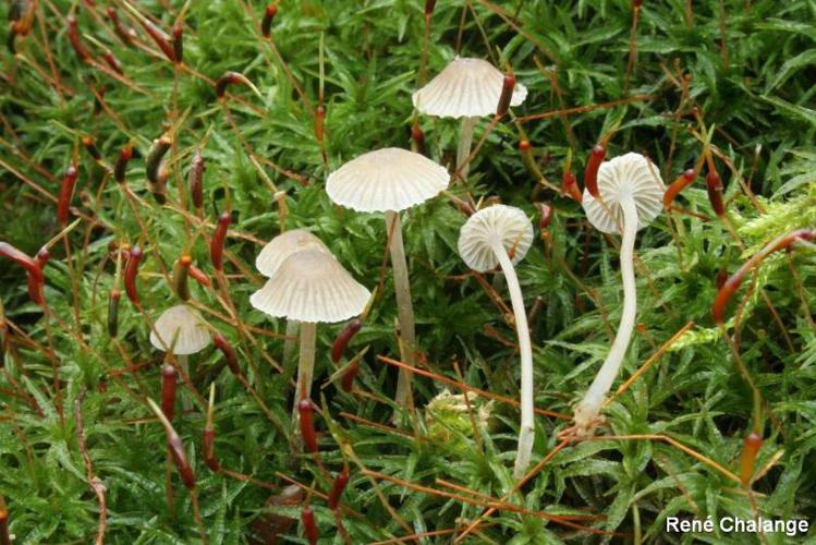 <i>Mycena speirea</i> (Fr. : Fr.) Gillet © R. Chalange