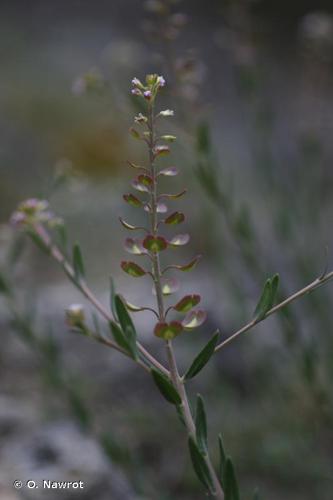 <i>Aethionema saxatile</i> (L.) W.T.Aiton, 1812 © O. Nawrot