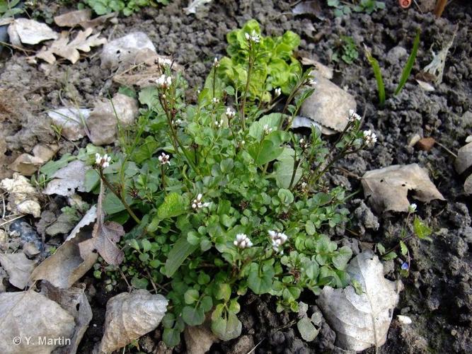 <i>Cardamine hirsuta</i> L., 1753 © 