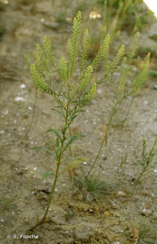 <i>Lepidium virginicum</i> L., 1753 © S. Filoche