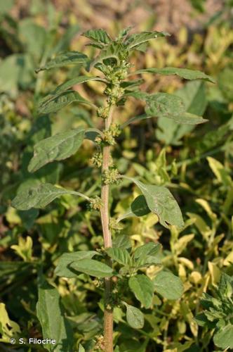 <i>Amaranthus graecizans</i> L., 1753 © S. Filoche