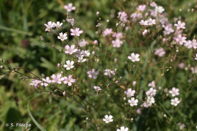 <i>Petrorhagia saxifraga</i> (L.) Link, 1829 © S. Filoche