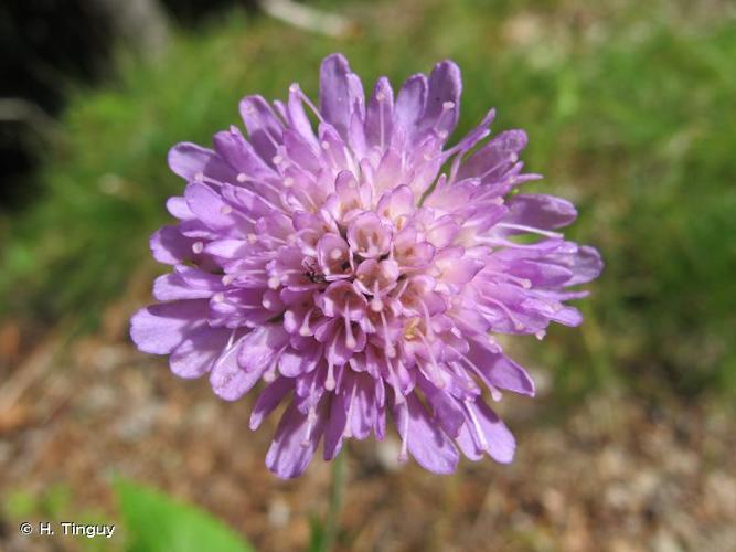 <i>Knautia arvernensis</i> (Briq.) Szabó, 1934 © H. Tinguy