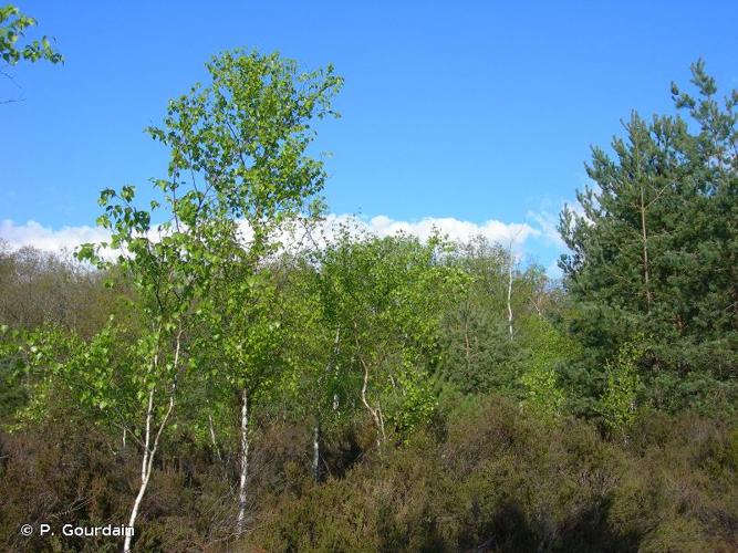 <i>Betula pendula</i> Roth, 1788 © P. Gourdain