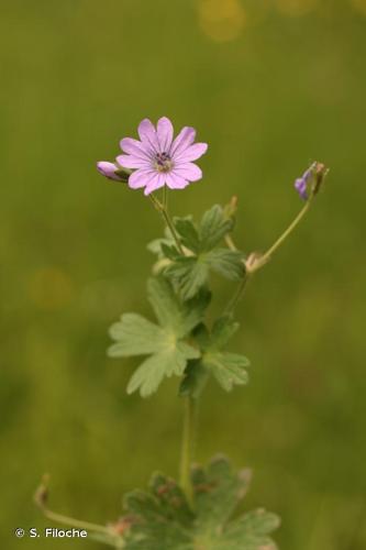 <i>Geranium pyrenaicum</i> Burm.f., 1759 © S. Filoche